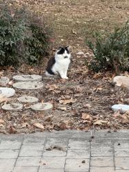 Lost Male Cat last seen Near Robinhood Road, Winston-Salem, NC 27106