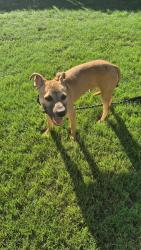 Found/Stray Male Dog last seen Neighborhood , Richmond, TX 77469
