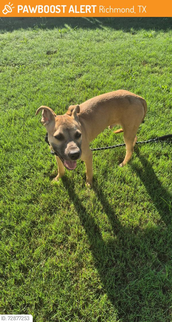 Found/Stray Male Dog last seen Neighborhood , Richmond, TX 77469