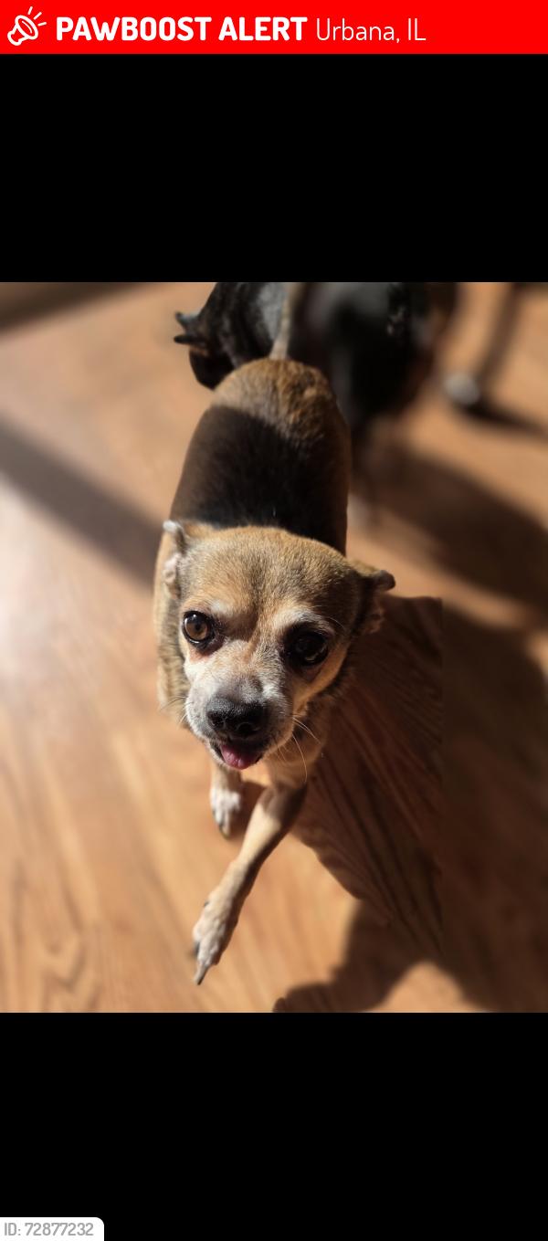 Found/Stray Male Dog last seen E main and Dewey st, Urbana, IL 61802