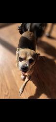 Found/Stray Male Dog last seen E main and Dewey st, Urbana, IL 61802