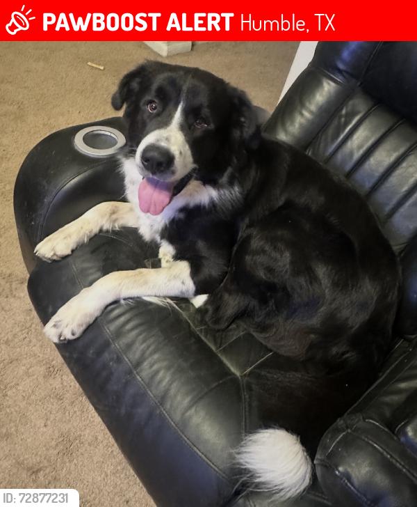 Lost Male Dog last seen John Ralston , Humble, TX 77396