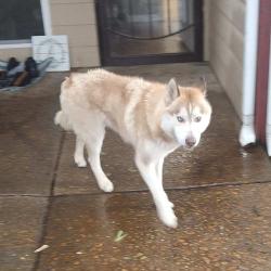 Found/Stray Unknown Dog last seen Ridgeway Rd at Knight Arnold, Memphis, TN 38115