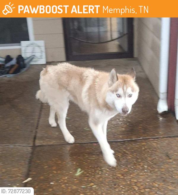 Found/Stray Unknown Dog last seen Ridgeway Rd at Knight Arnold, Memphis, TN 38115