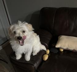 Found/Stray Male Dog last seen Fulton Avenue near New Bedford, Vallejo, CA 94591