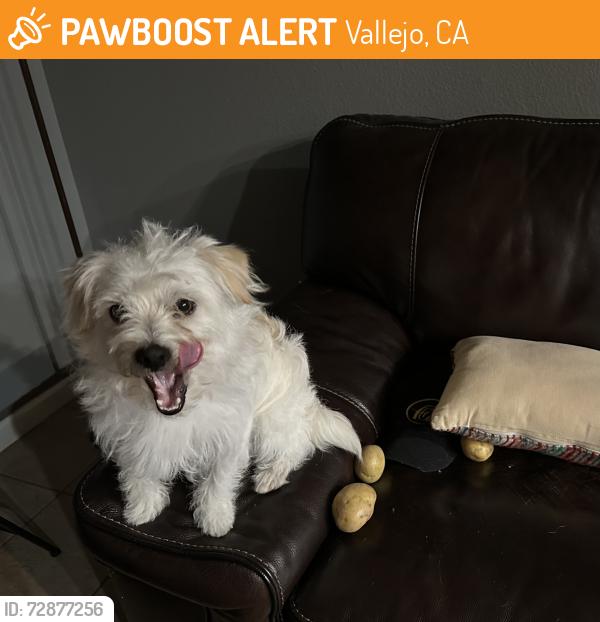 Found/Stray Male Dog last seen Fulton Avenue near New Bedford, Vallejo, CA 94591