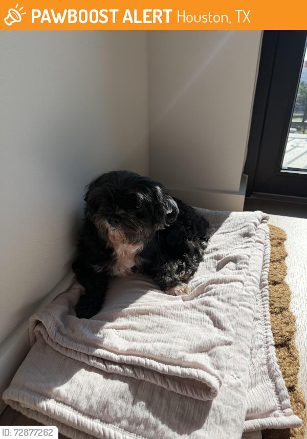 Found/Stray Female Dog last seen Near Keene st , Houston, TX 77009