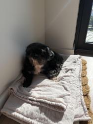 Found/Stray Female Dog last seen Near Keene st , Houston, TX 77009