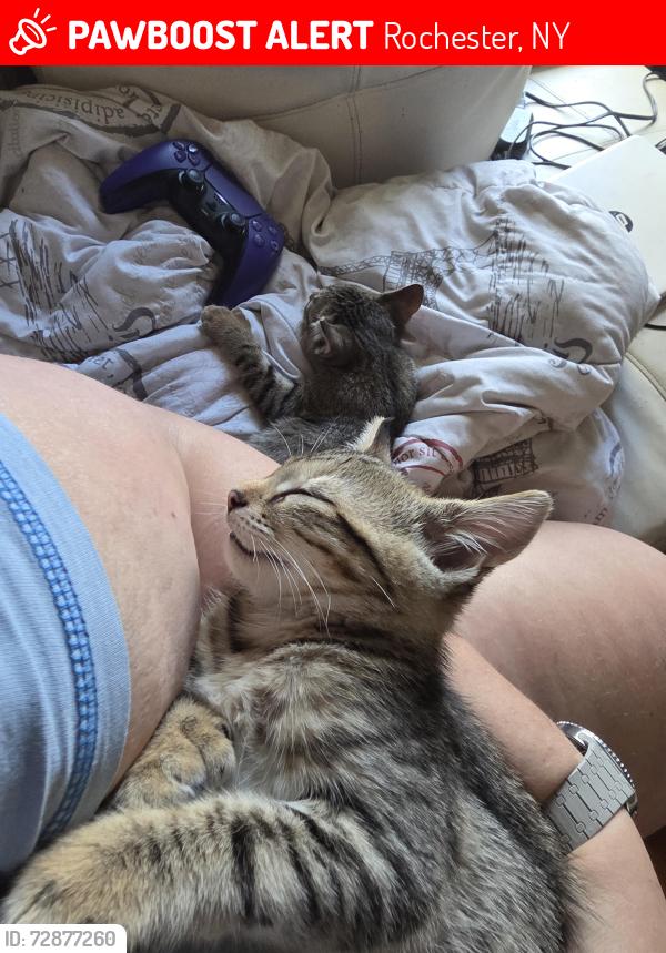 Lost Male Cat last seen Dewey Ave, Rochester, NY 14613