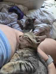 Lost Male Cat last seen Dewey Ave, Rochester, NY 14613