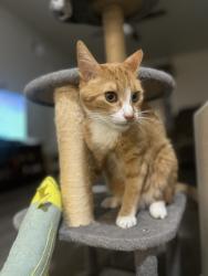 Lost Male Cat last seen Cortaderia St NE and Spain, Albuquerque, NM 87111