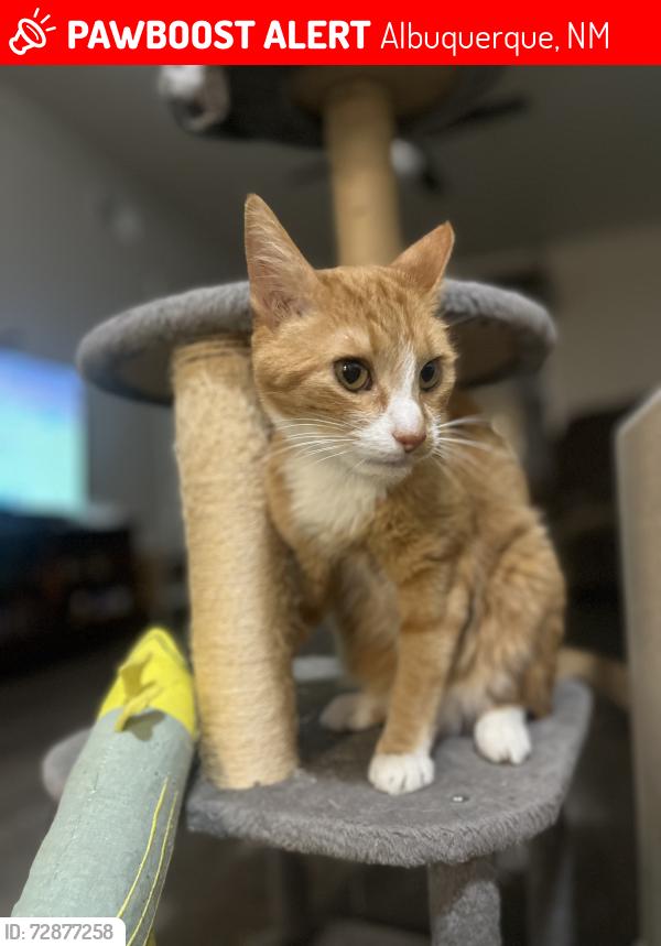 Lost Male Cat last seen Cortaderia St NE and Spain, Albuquerque, NM 87111