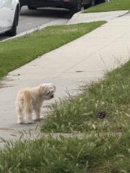 Found/Stray Unknown Dog last seen S lime ace and san vicente st, Compton, CA 90221