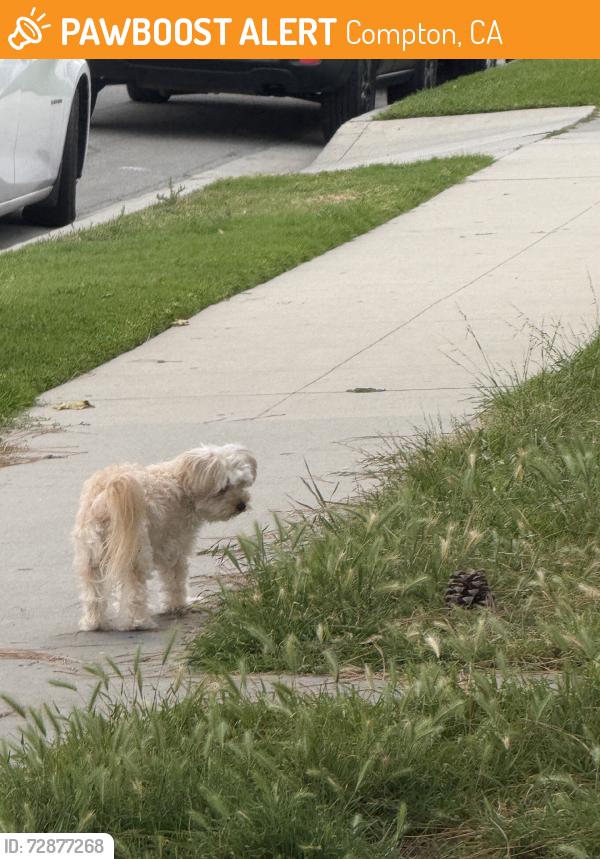Found/Stray Unknown Dog last seen S lime ace and san vicente st, Compton, CA 90221