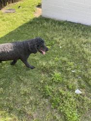 Found/Stray Male Dog last seen E Admiral $ N Delaware, West O'Main, OK 74127