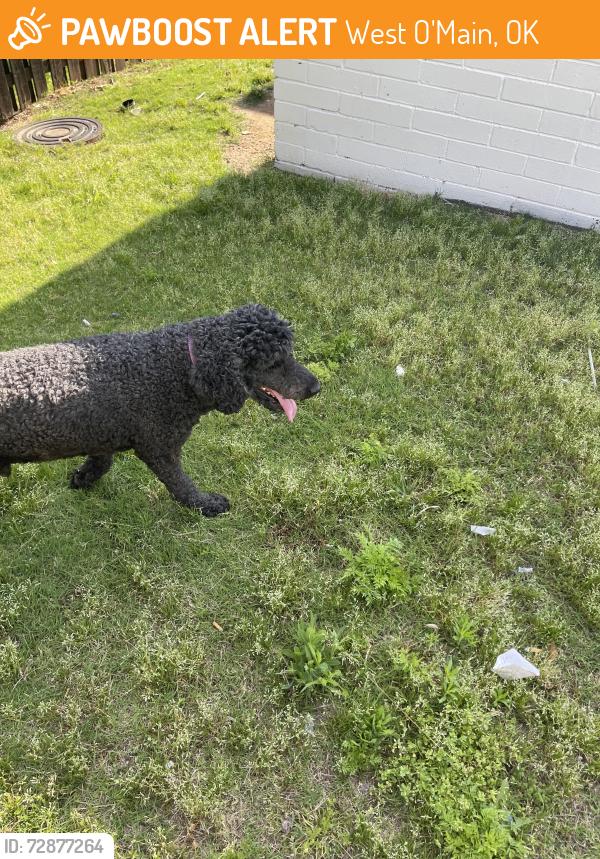 Found/Stray Male Dog last seen E Admiral $ N Delaware, West O'Main, OK 74127