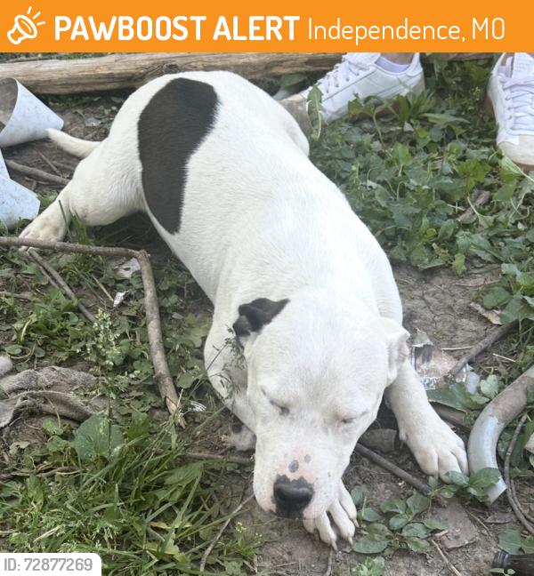 Found/Stray Female Dog last seen E walnut st independence , Independence, MO 64050
