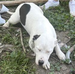 Found/Stray Female Dog last seen E walnut st independence , Independence, MO 64050
