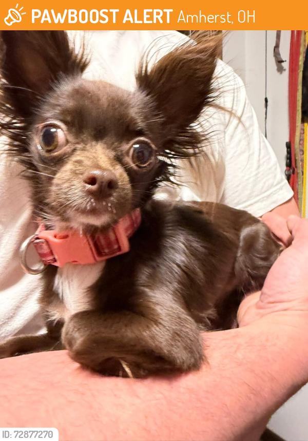 Found/Stray Female Dog last seen Brewed awakening , Amherst, OH 44053