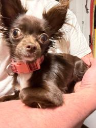 Found/Stray Female Dog last seen Brewed awakening , Amherst, OH 44053