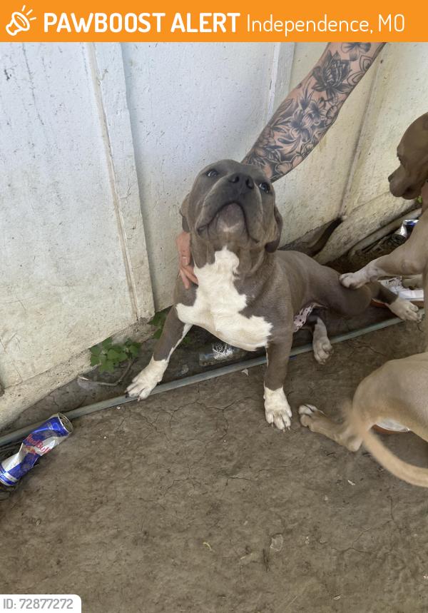 Found/Stray Male Dog last seen E walnut st independence , Independence, MO 64050