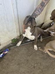 Found/Stray Male Dog last seen E walnut st independence , Independence, MO 64050