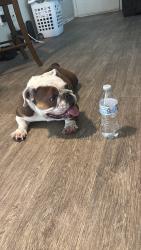 Found/Stray Female Dog last seen Ventana apmts , Dallas, TX 75254