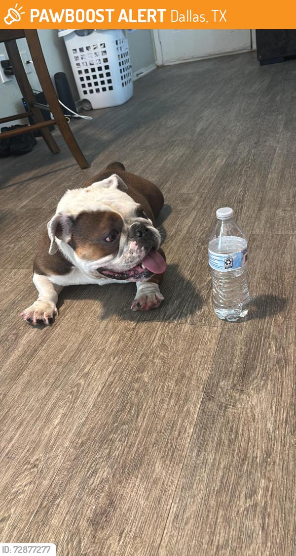 Found/Stray Female Dog last seen Ventana apmts , Dallas, TX 75254