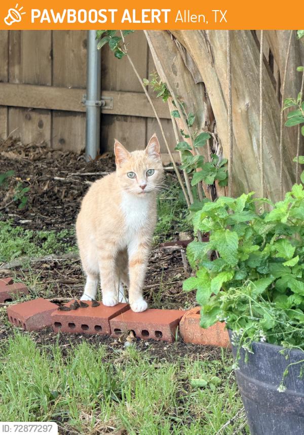 Found/Stray Unknown Cat last seen Heritage parj, Allen, TX 75002