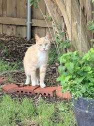 Found/Stray Unknown Cat last seen Heritage parj, Allen, TX 75002