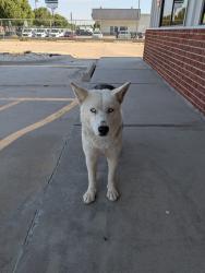 Found/Stray Unknown Dog last seen Near s meridian , Oklahoma City, OK 73119