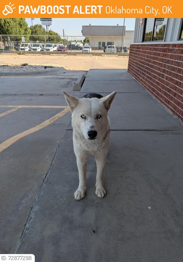 Found/Stray Unknown Dog last seen Near s meridian , Oklahoma City, OK 73119