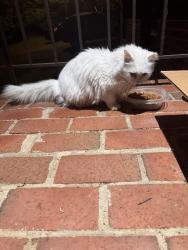 Found/Stray Unknown Cat last seen Stafford courthouse, Stafford County, VA 22554