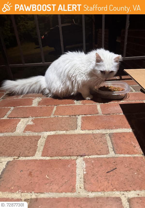 Found/Stray Unknown Cat last seen Stafford courthouse, Stafford County, VA 22554