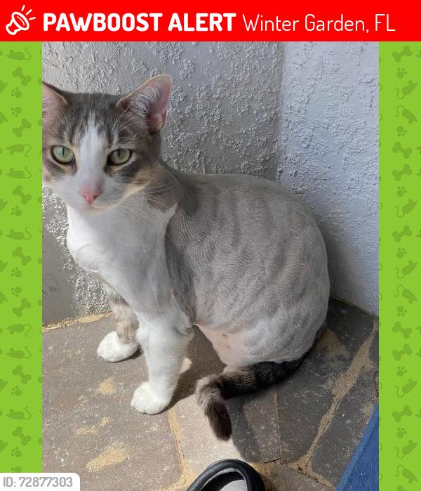 Lost Male Cat last seen Tiny Road and Cypress Hill Road, Winter Garden, FL 34787