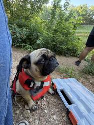 Lost Female Dog last seen Zilker, Austin, TX 78704
