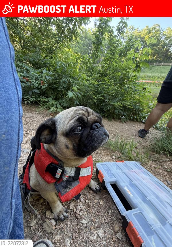 Lost Female Dog last seen Zilker, Austin, TX 78704