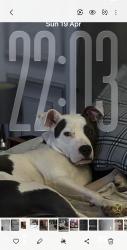 Reunited Female Dog last seen Freehold flts, Rochdale, England 