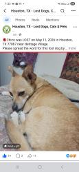 Lost Male Dog last seen Familly Dollar near, Houston, TX 77067