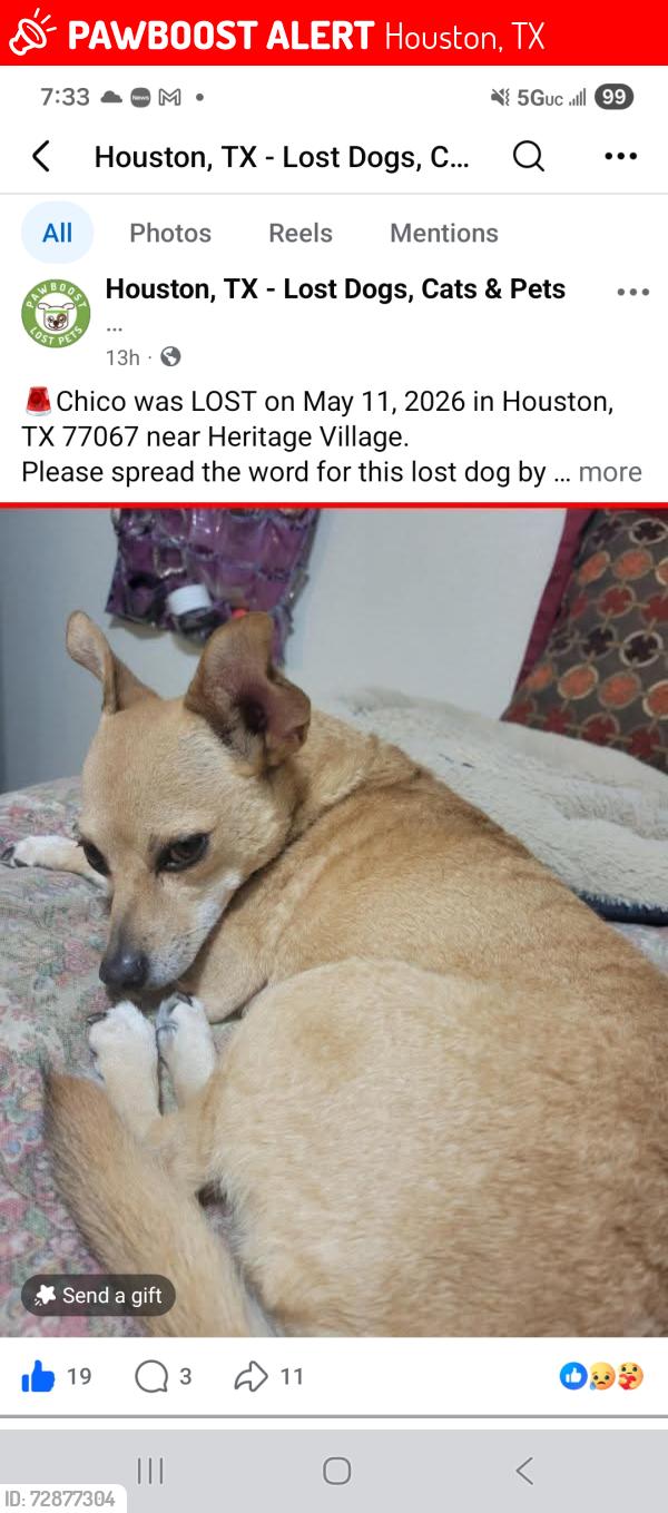Lost Male Dog last seen Familly Dollar near, Houston, TX 77067