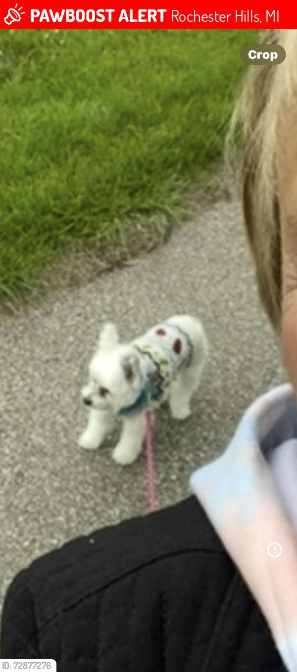 Lost Female Dog last seen Walton blvd & Texas Ave. , Rochester Hills, MI 48309