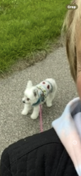 Lost Female Dog last seen Walton blvd & Texas Ave. , Rochester Hills, MI 48309