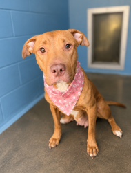Shelter Stray Female Dog last seen Near John Leblanc Road, LAFAYETTE, LA, 70508, 410 Dugas Rd, Lafayette, LA 70507, USA