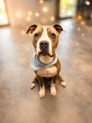 Shelter Stray Male Dog last seen Near Peter Street, LAFAYETTE, LA, 70501, 410 Dugas Rd, Lafayette, LA 70507, USA