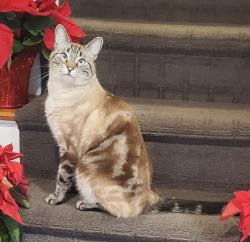 Lost Male Cat last seen Highland Ave, Norwalk, CT 06854
