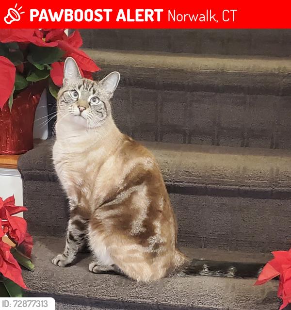 Lost Male Cat last seen Highland Ave, Norwalk, CT 06854