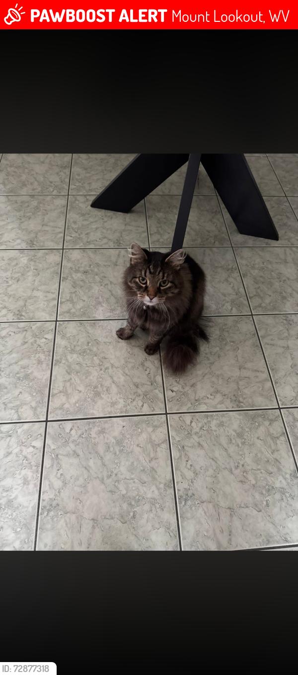 Lost Male Cat last seen Melinda dr. Mount Lookout, WV, Mount Lookout, WV 26678
