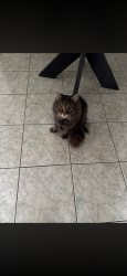 Lost Male Cat last seen Melinda dr. Mount Lookout, WV, Mount Lookout, WV 26678