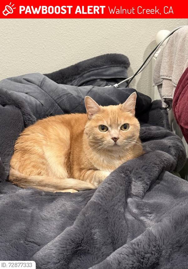 Lost Female Cat last seen Maple Lane and Magnolia Ave, Walnut Creek, CA 94595