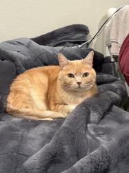 Lost Female Cat last seen Maple Lane and Magnolia Ave, Walnut Creek, CA 94595